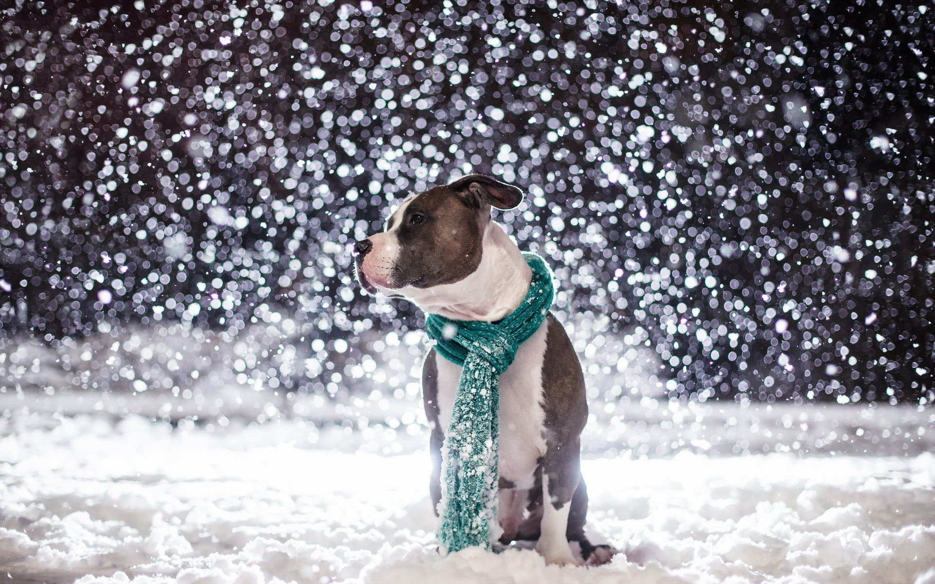 Собака снежок