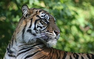 wildlife photography of tiger