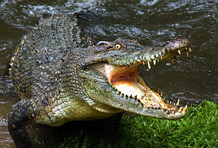 gray crocodile on body of water with green grass