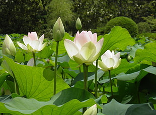 pink Lotus closeup photography at daytime
