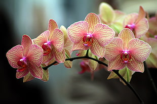 close up photo of orange and yellow Orchid flower HD wallpaper