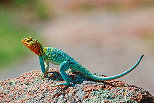 blue and red gecko HD wallpaper