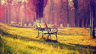 black and brown wooden bench, bench, grass, trees, fall