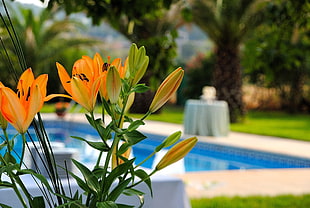 orange lily flowers, swimming pool, flowers, lilies, orange