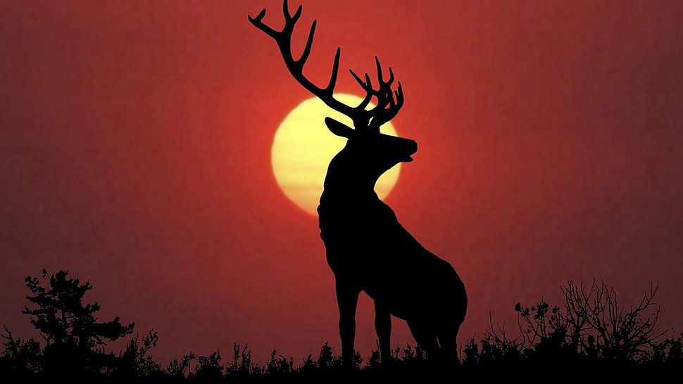 silhouette of deer under full moon, animals, nature, deer, elk HD wallpaper