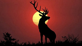 silhouette of deer under full moon, animals, nature, deer, elk