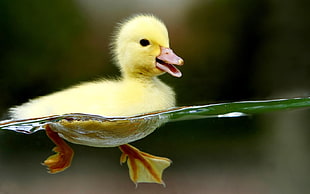 yellow duckling, animals, duck