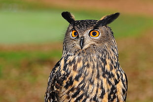close up photo of black and beige owl