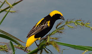 yellow headed black bellied bird on green grass, euplectes afer