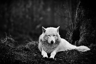 wolf lying near tree, animals, nature, wolf, trees