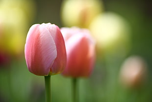 selective focus photo of pink flower, tulips HD wallpaper