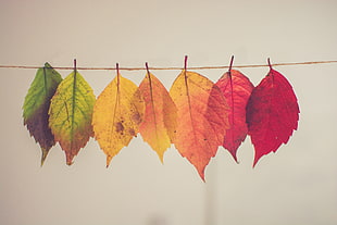 photo of assorted-color leaf lot HD wallpaper