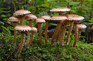 beige mushrooms near green leaf plants