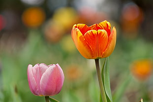 orange and pink flowers during daytime, tulips HD wallpaper