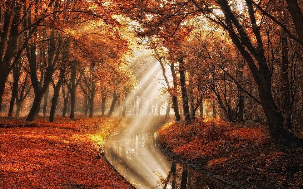 black and red tree at daytime HD wallpaper