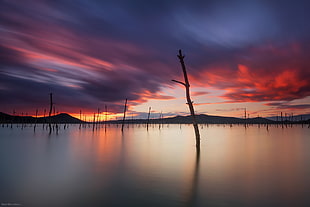 wooden sticks on the body of water during sunset