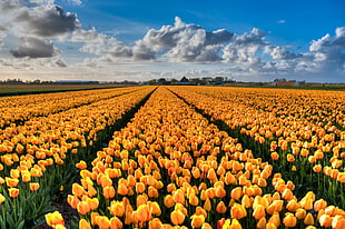 landscape photography of yellow petaled flowers, tulips HD wallpaper
