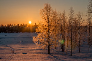 far photo of tree against sunrise, lapland