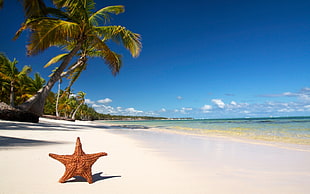 orange starfish in the white beach sand