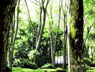 green leafed trees digital wallpaper, anime, landscape, forest, sunlight