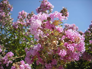 selective focus photography of pink Crape myrtle flower