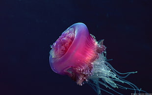 jellyfish digital wallpaper, nature, jellyfish