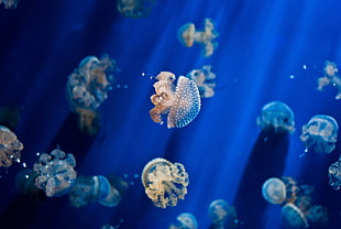 gray jellyfish, jellyfish, underwater, animals, fish