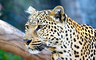 brown and black leopard, leopard, big cats, animals