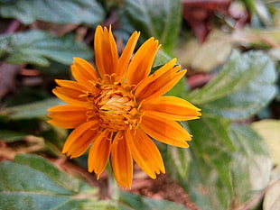 yellow and green petaled flower, flowers