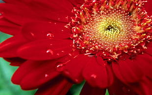 close photography of red flower