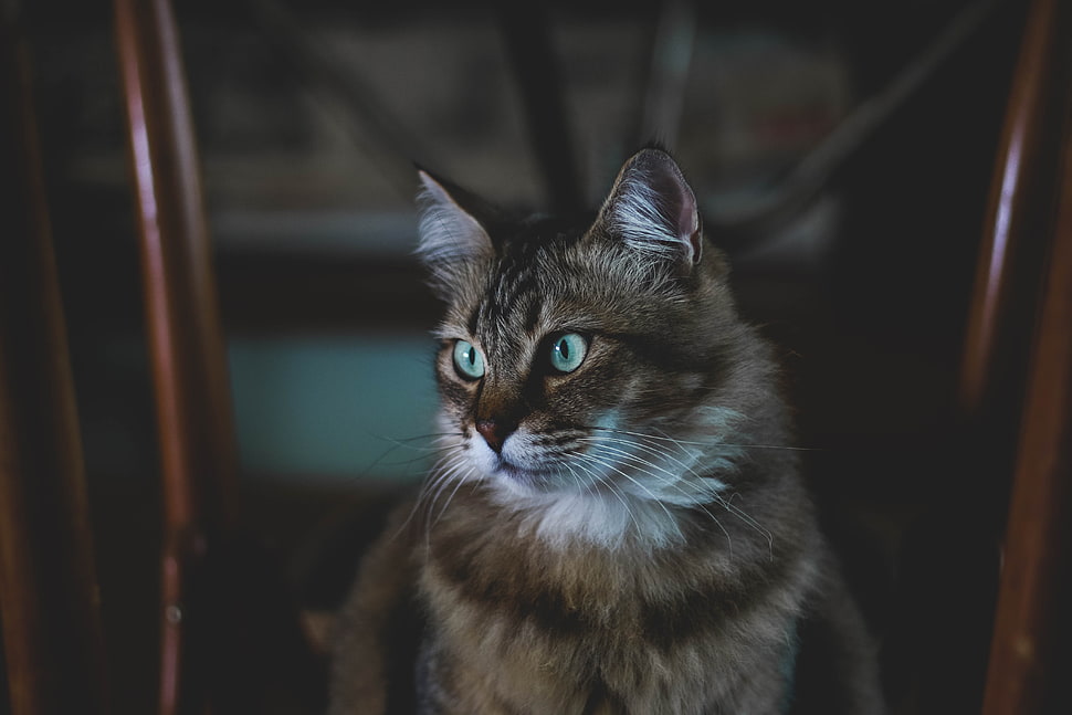 brown cat, Cat, Fluffy, Muzzle HD wallpaper