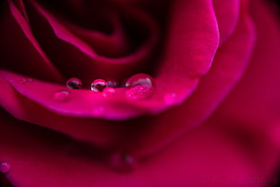 micro photography of water drop on flower, rose