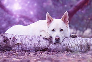 adult white shepherd, Dog muzzle, Log, Lying HD wallpaper