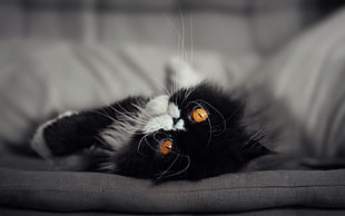 closeup photography of black and white Persian cat lying on gray mattress