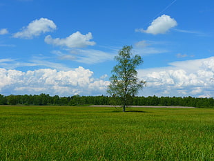 green leaf tree surrounds with grass under blue sky during daytime