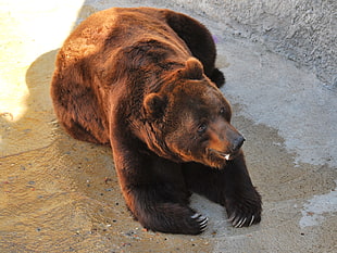 brown bear lying on gay concrete surface HD wallpaper