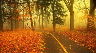 gray asphalt road, nature, road, fall, leaves