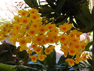 yellow Orchids closeup photography