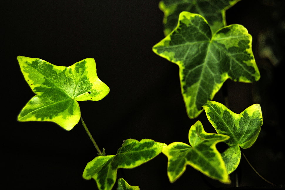 shallow focus photography of green leaves HD wallpaper