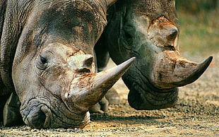 two grey rhino HD wallpaper
