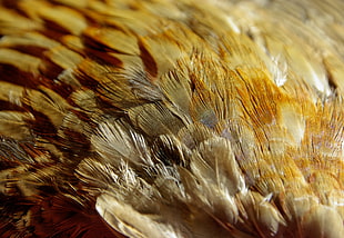 close up photo of brown and white feather