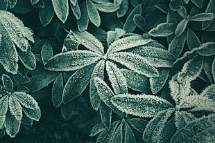 snowy green leaf plant in closeup photography
