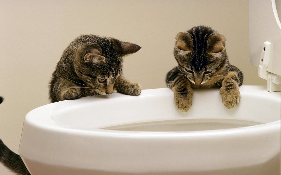 two brown tabby kitten on ceramic bowl HD wallpaper
