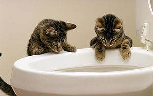 two brown tabby kitten on ceramic bowl