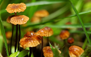 brown mushrooms, macro, plants, nature, mushroom HD wallpaper