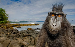 photography of black monkey near coastline HD wallpaper