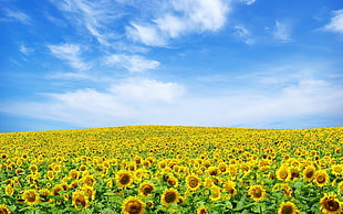sunflower meadow, landscape, sky, sunflowers, flowers