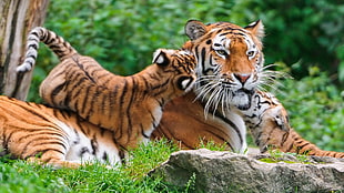 tiger and cubs, tiger, animals, nature, baby animals HD wallpaper