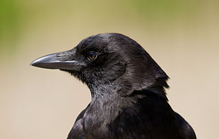 selective focus photography of Crow