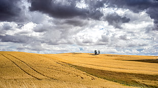 brown rice field under grey clouds and blue sky, washington